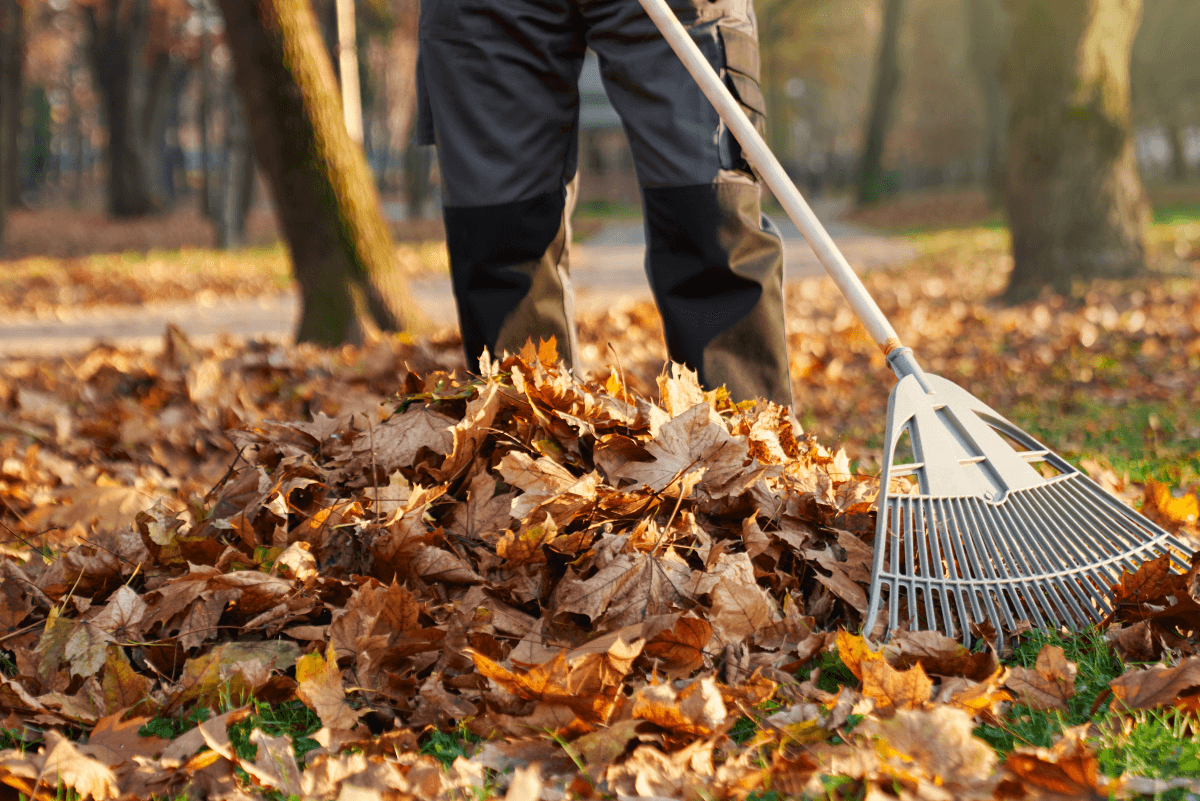 Leaf Removal in Bristow example 3