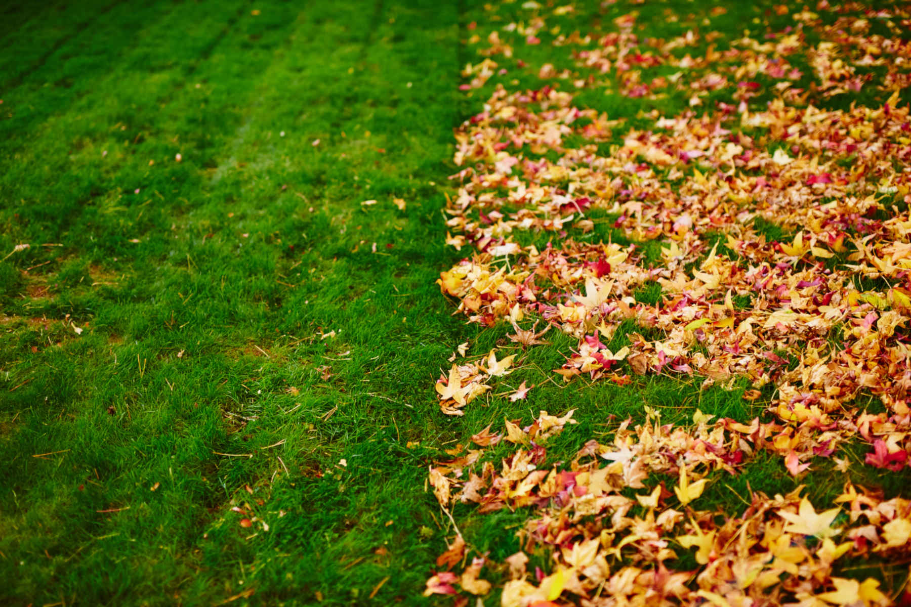 Leaf Removal in Bristow example 6