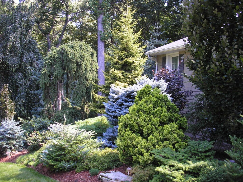 Tree & Shrub Planting in Nokesville example 2