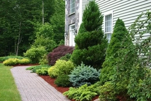 Tree & Shrub Planting in Nokesville example 9